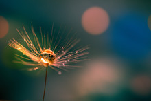 Abstract Blurred Nature Background Dandelion Seeds Parachute. Abstract Nature Bokeh Pattern