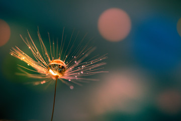 Wall Mural - abstract blurred nature background dandelion seeds parachute. abstract nature bokeh pattern