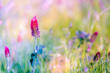 Wall Mural - abstract blurred nature background clover flower. abstract nature bokeh pattern