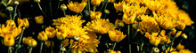 Close-up Of Yellow Flowering Plants On Field