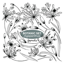 Botanic Set, Flowers, Agapanthus