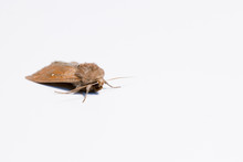 Armyworm Moth, Mythimna Unipuncta, Photographed. Photographed On White Background. Close Up.