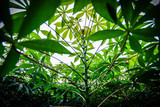Fototapeta Dziecięca - Dew drops on cassava leaves in the morning