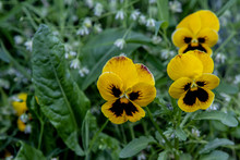 Two Flowers Pansies With Little White Flowers On A Green Background In The Garden