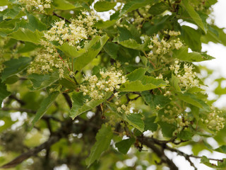 Poster - Acer tartaricum | Érable de Tartarie ou érable du fleuve Amour au feuillage trilobé vert brillant aux panicules dressées de petites fleurs jaune et blanc-crème parfumées