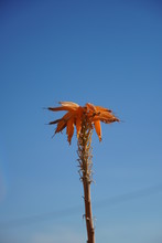Semi-dried Red Aloe Vera Flower Against The Blue Sky. 