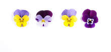 Flowering Set Of Colorful Pansies In The Garden. Natural Spring Flower Background. Various Pansy Flowers On White Background. 