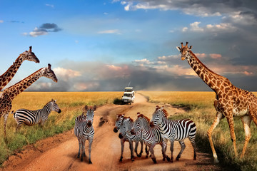 Fototapete - Zebras and giraffes on the road in Serengeti national park in front of the jeep with tourists. Africa. Tanzania.