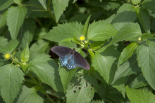 Pipevine Swallowtail Or Blue Swallowtail (Battus Philenor)