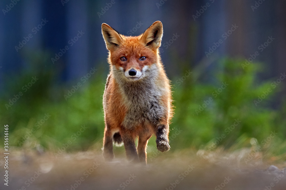 Red Fox, Vulpes vulpes, beautiful animal on grassy meadow, in the nature habitat, evening sun with nice light, Germany. - obrazy, fototapety, plakaty 