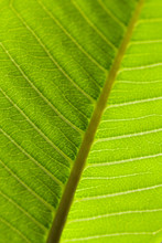 Macro Green Leaf Texture. Green Leaf Macro Photo. Streaks On A Green Leaf Close-up. Abstract Floral Green Background. Spring Mood