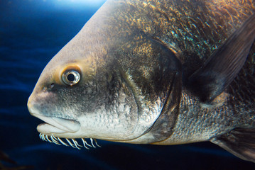 An Atlantic Cod swims through the waters