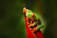 Tropic Costa Rica, Red-eyed Tree Frog. Macro Photography, Jungle Widllife. Amphibian In The Nature Habitat.