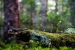 Leinwandbild Motiv Close-up Of Lichen On Tree