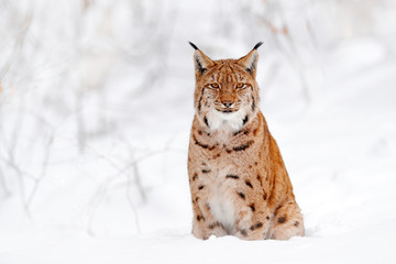 Wall Mural - lynx walking, wild cat in the forest with snow. wildlife scene from winter nature. cute big cat in h