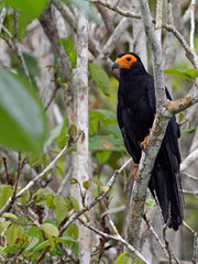 Wildlife photo of a Black Caracara (Daptrius ater) perched on a tree on the shore of an oxbow lake in the middle of the tropical rainforest, Peru