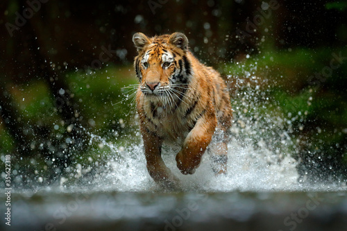 Fotografía Amur tiger playing in the water, Siberia