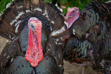 Two male turkeys (meleagris gallopavo)  in front of a green bush