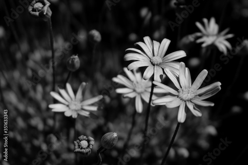 Close-up Of White Flowers