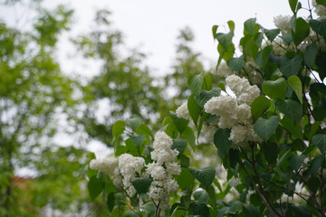  A bunch of beautiful white lilacs and bright green bokeh background