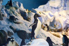 Big Beautiful Royal Penguins In The Aquarium Zoo Park
