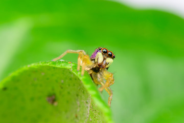 spider small