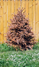 Dead Christmas Tree In Clover Patch Against Brown Wood Fence. Vertical.