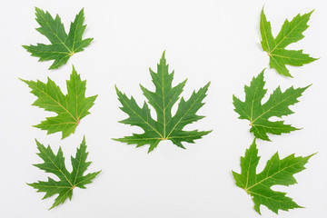 Seven green maple leaf, white background