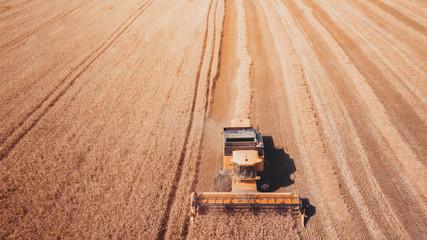 aerial view modern agricultural equipment , machinery, tractor  harvests wheat field. seasonal works. drone shot. picture with space for text. Farmland from above