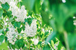 White Syringa vulgaris lilacs bush. Blossoming spring landscape of blooming plants against blue sky. Soft focus background