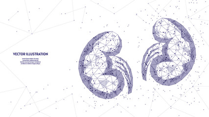 Human kidney close-up. Organ anatomy. Pilonifrit, nephroptosis, urolithiasis, renal failure. Innovative medicine and technology. 3d low poly wireframe vector illustration.