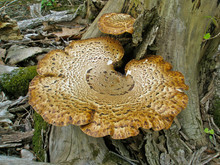 High Angle View Of Bracket Fungus On Tree