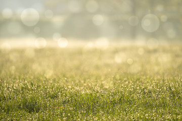 Poster - Abstract floral background, meadow in the early morning with beautiful fantastic bokeh