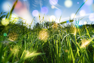 Wall Mural - abstract floral background, meadow in the early morning with beautiful fantastic bokeh