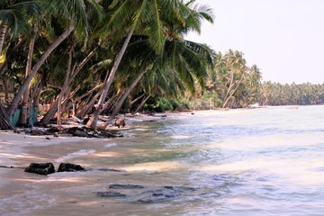 Beautiful  Lakshadweep island  beach ,coconut  trees hanging over a sandy white beach with blue sky