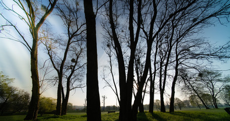 Wall Mural - abstract natural background, trees in the early morning with beautiful fantastic bokeh