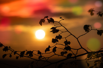 Wall Mural - abstract floral blurred background. plants at sunset on bokeh background