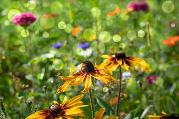 Wall Mural - rudbeckia flower in flower bed background