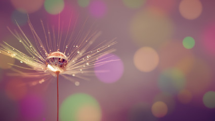 Wall Mural - abstract blurred nature background dandelion seeds parachute. abstract nature bokeh pattern
