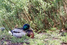 Mallard Duck Resting On Field
