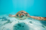 Fototapeta Tęcza - turtle swims in the clear ocean water