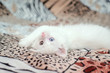 White fluffy kitten with multicolored eyes is lying on the back