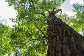 eastern cottonwood tree in a forest seen upwards against a blue sky