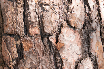 Pine bark closeup background, tree bark texture