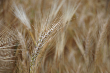 Background view of ears of yellow wheat