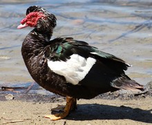 Close-up Of Muscovy Duck On Lakeshore