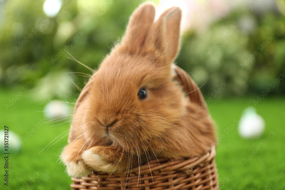 Adorable fluffy bunny in wicker basket outdoors, closeup. Easter symbol - obrazy, fototapety, plakaty 