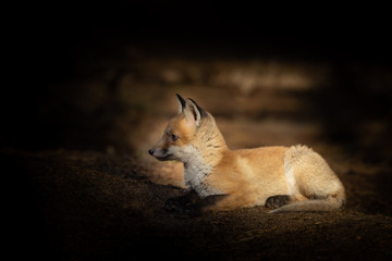 Wall Mural - Mammals - European Red Fox (Vulpes vulpes)