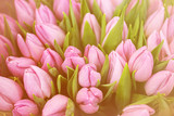 Fototapeta Tulipany - Beautiful bouquet of violet tulip flowers as background, closeup