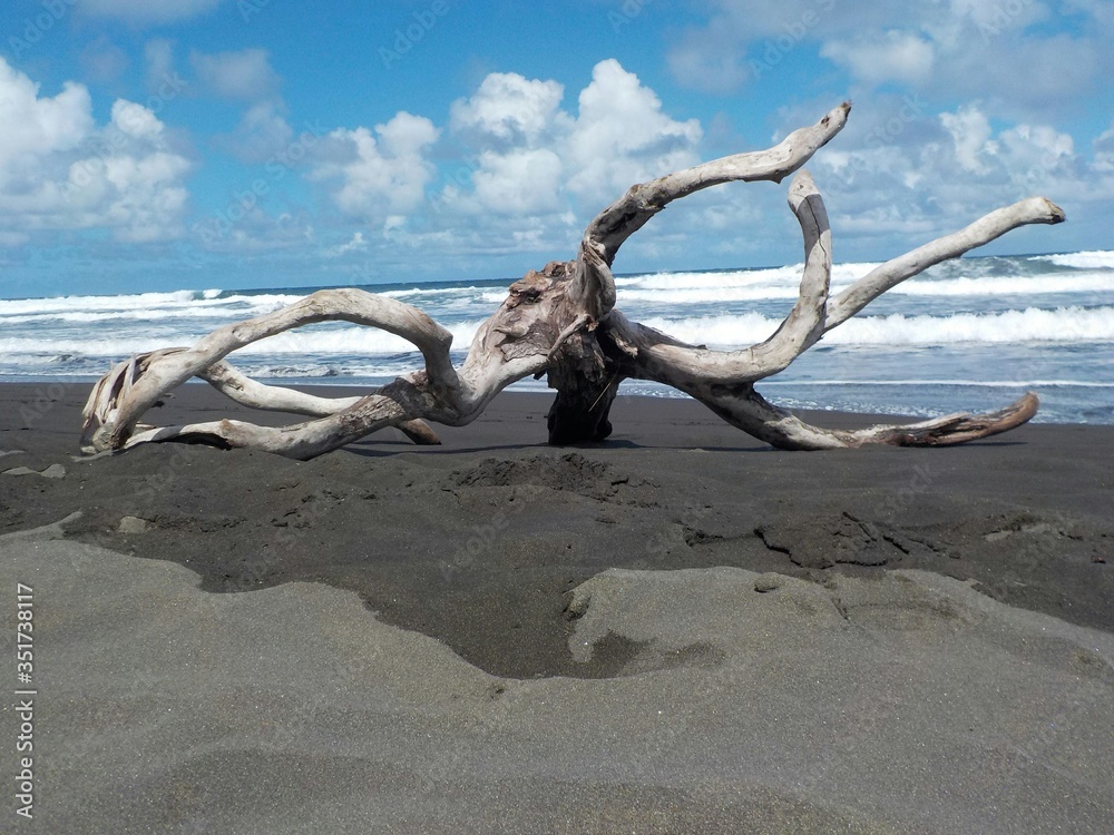 Driftwood On Black Sand Beach Against Sky - obrazy, fototapety, plakaty 